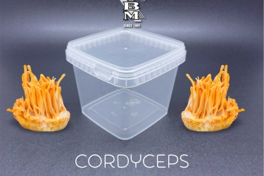 Những lợi ích mà hộp nhựa đựng thức ăn mang đến cho bạn