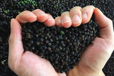 Làm thế nào để bảo quản tiêu lâu mà vẫn giữ được hương vị?